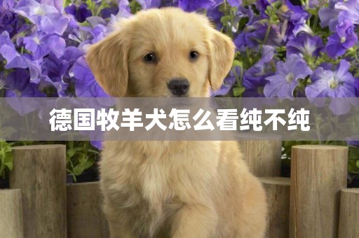 德国牧羊犬怎么看纯不纯