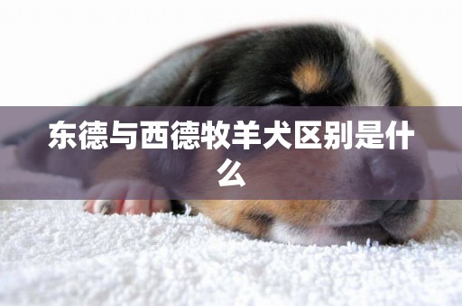 东德与西德牧羊犬区别是什么