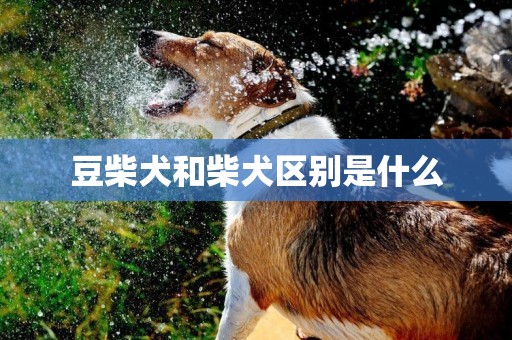 豆柴犬和柴犬区别是什么