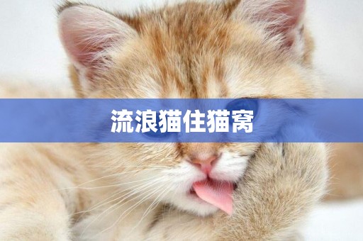 流浪猫住猫窝