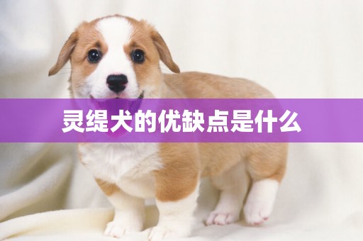 灵缇犬的优缺点是什么