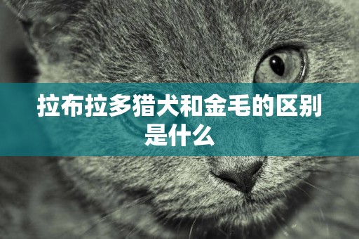 拉布拉多猎犬和金毛的区别是什么