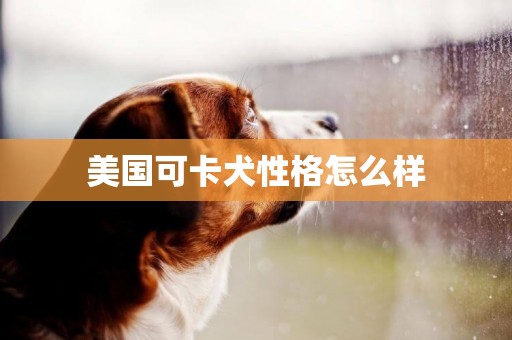 美国可卡犬性格怎么样