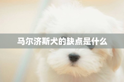 马尔济斯犬的缺点是什么