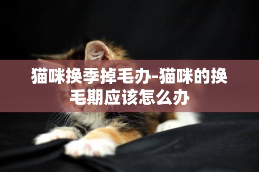 猫咪换季掉毛办-猫咪的换毛期应该怎么办