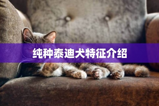 纯种泰迪犬特征介绍