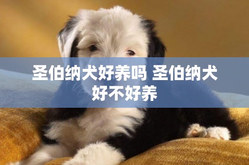 圣伯纳犬好养吗 圣伯纳犬好不好养