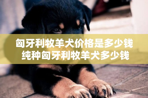 匈牙利牧羊犬价格是多少钱 纯种匈牙利牧羊犬多少钱一只