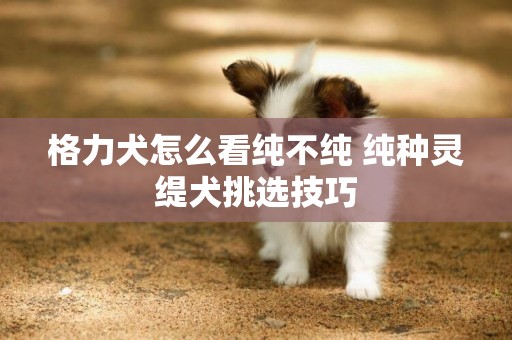 格力犬怎么看纯不纯 纯种灵缇犬挑选技巧