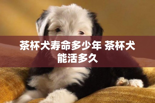 茶杯犬寿命多少年 茶杯犬能活多久