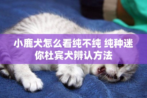 小鹿犬怎么看纯不纯 纯种迷你杜宾犬辨认方法