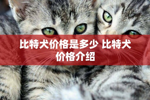 比特犬价格是多少 比特犬价格介绍