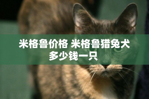 米格鲁价格 米格鲁猎兔犬多少钱一只 