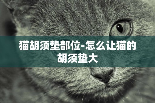 猫胡须垫部位-怎么让猫的胡须垫大