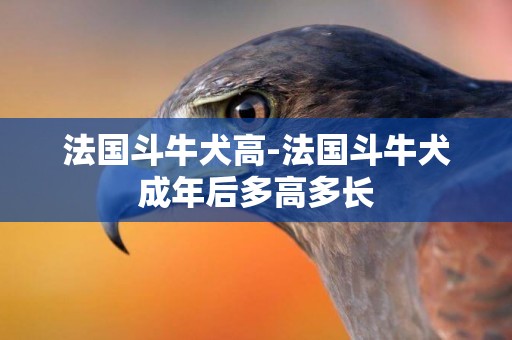 法国斗牛犬高-法国斗牛犬成年后多高多长