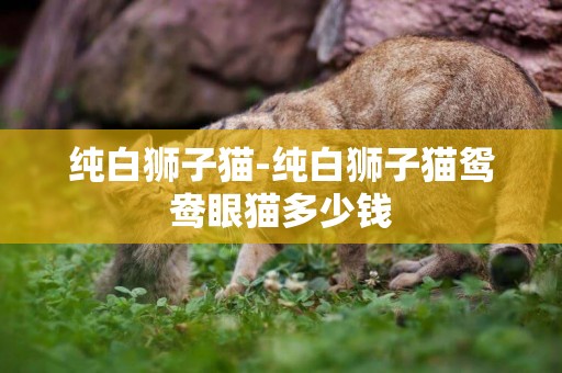 纯白狮子猫-纯白狮子猫鸳鸯眼猫多少钱