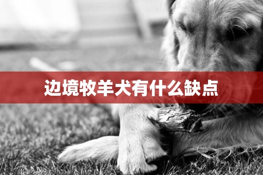 边境牧羊犬有什么缺点