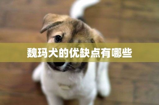 魏玛犬的优缺点有哪些