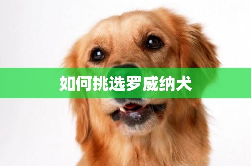 如何挑选罗威纳犬