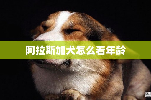 阿拉斯加犬怎么看年龄