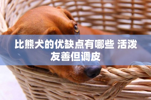 比熊犬的优缺点有哪些 活泼友善但调皮