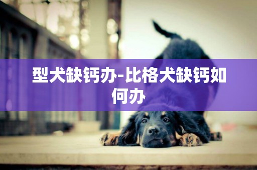 型犬缺钙办-比格犬缺钙如何办