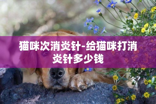 猫咪次消炎针-给猫咪打消炎针多少钱