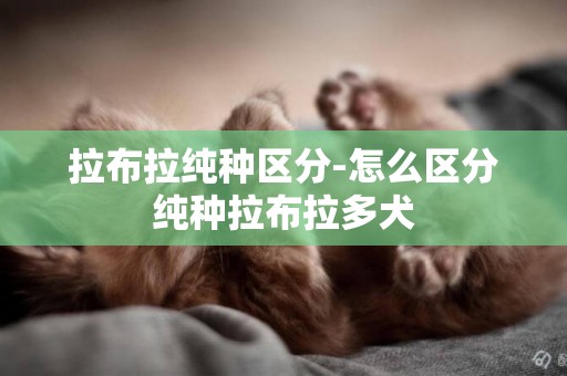 拉布拉纯种区分-怎么区分纯种拉布拉多犬