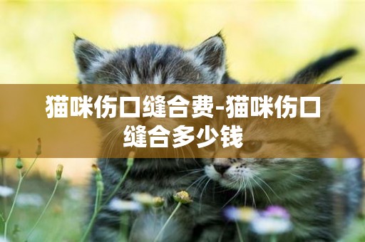 猫咪伤口缝合费-猫咪伤口缝合多少钱