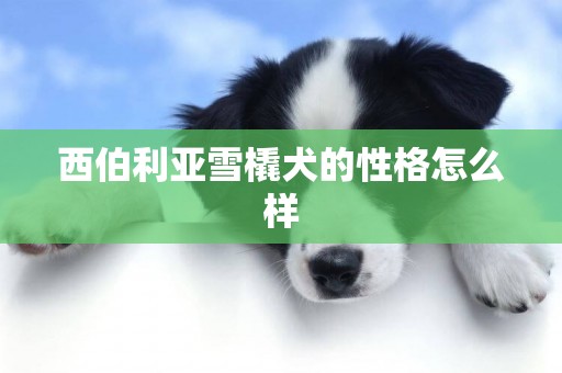 西伯利亚雪橇犬的性格怎么样