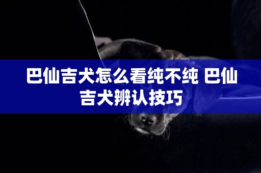 巴仙吉犬怎么看纯不纯 巴仙吉犬辨认技巧