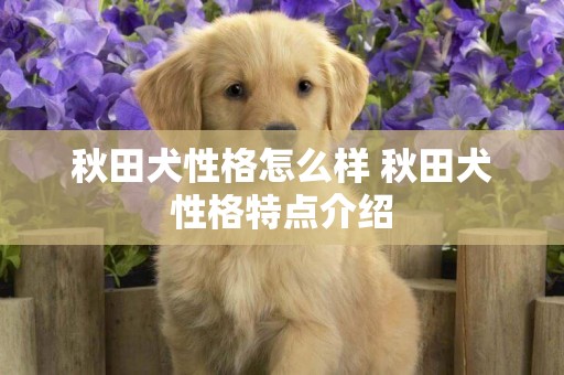 秋田犬性格怎么样 秋田犬性格特点介绍