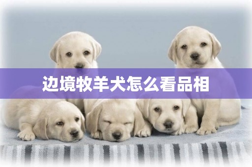 边境牧羊犬怎么看品相