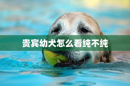 贵宾幼犬怎么看纯不纯