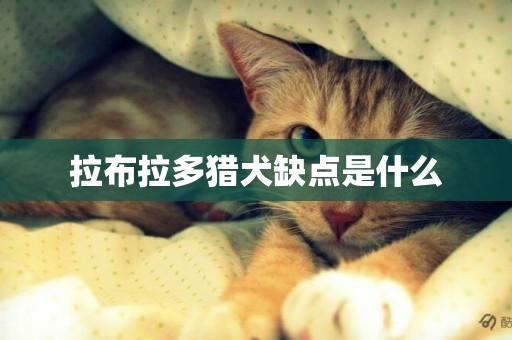 拉布拉多猎犬缺点是什么