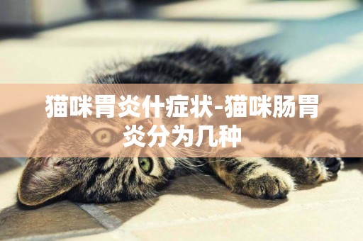 猫咪胃炎什症状-猫咪肠胃炎分为几种