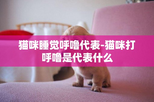 猫咪睡觉呼噜代表-猫咪打呼噜是代表什么