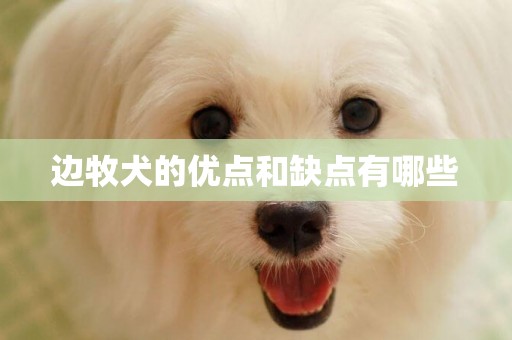 边牧犬的优点和缺点有哪些