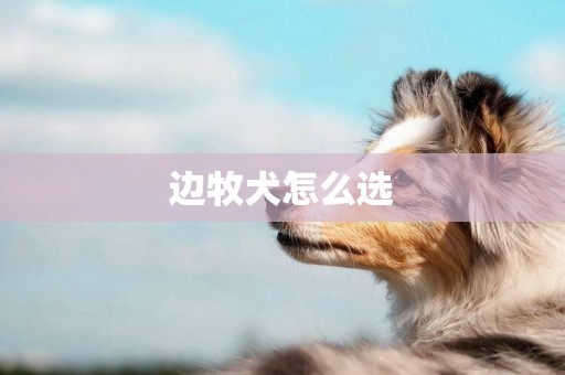 边牧犬怎么选