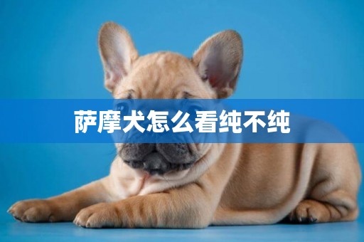 萨摩犬怎么看纯不纯