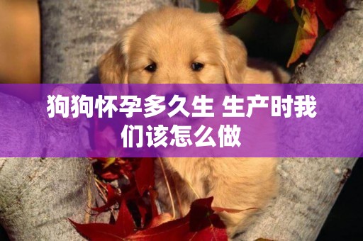 狗狗怀孕多久生 生产时我们该怎么做