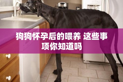 狗狗怀孕后的喂养 这些事项你知道吗