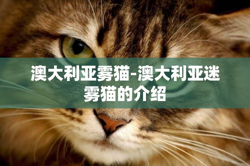 澳大利亚雾猫-澳大利亚迷雾猫的介绍