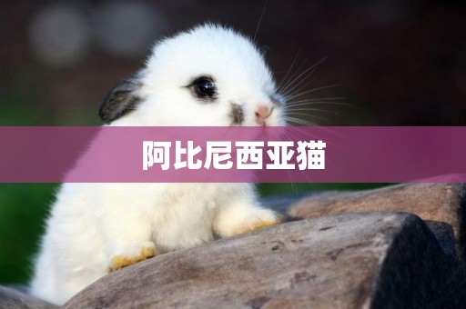 阿比尼西亚猫