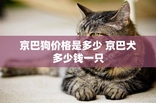 京巴狗价格是多少 京巴犬多少钱一只