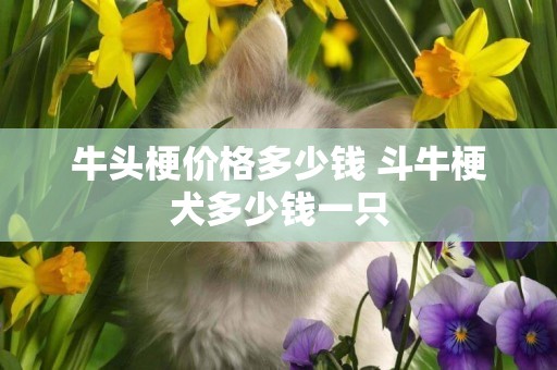 牛头梗价格多少钱 斗牛梗犬多少钱一只