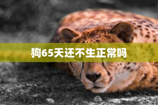 狗65天还不生正常吗