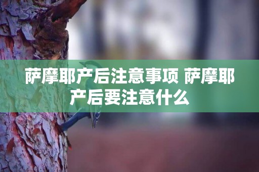 萨摩耶产后注意事项 萨摩耶产后要注意什么