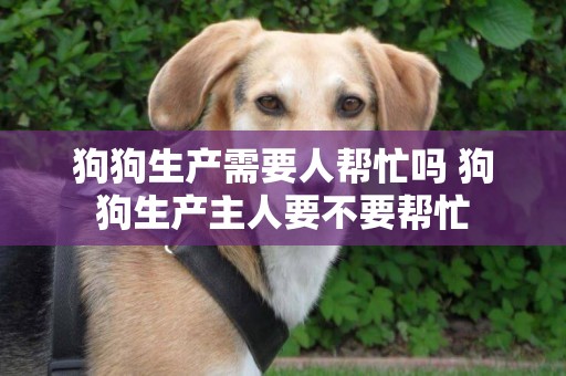 狗狗生产需要人帮忙吗 狗狗生产主人要不要帮忙