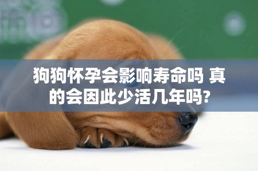 狗狗怀孕会影响寿命吗 真的会因此少活几年吗?